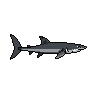 legendarycatch 2934 thresher shark