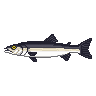 legendarycatch 2939 snook