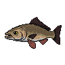 legendarycatch 2956 grouper