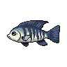 legendarycatch 2981 frontosa
