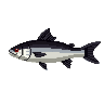legendarycatch 2983 bonefish