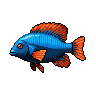 legendarycatch 3027 peacock cichlid