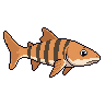 legendarycatch 3063 port jackson shark