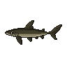 legendarycatch 3068 frilled shark