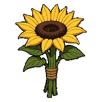 sunflower bloom  wrapped in twine bundle