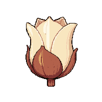 white flower  dried and brown