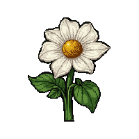 white flower  wilted and sad