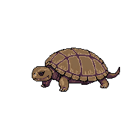 ocean sea turtle shelled reptile 045 v5 2026 03 25T19 14 54