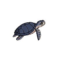 ocean sea turtle shelled reptile 065 v7 2026 03 25T19 14 54