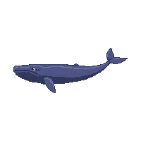 ocean whale large massive mammal 086 v9 2026 03 25T19 14 54