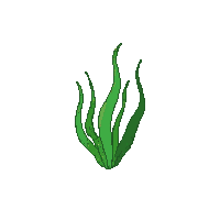 ocean seaweed kelp ocean plant 002 2026 03 25T19 14 54