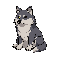 grey wolf  sitting calm
