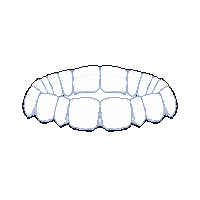 jaw reinforcement  white medical clean