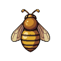 golden honeybee  pinned specimen