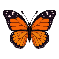 orange monarch butterfly  giant oversized