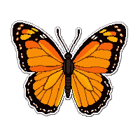 orange monarch butterfly  pinned specimen