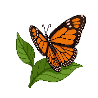 orange monarch butterfly  resting on leaf