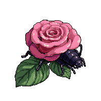 pink rose beetle  resting on leaf