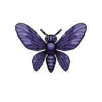purple dragonfly  pinned specimen