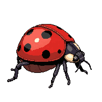 red ladybug  pinned specimen