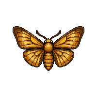 white moth  in amber resin