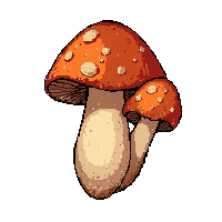 tiny cluster mushrooms  dried and preserved