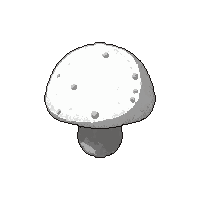 white puffball round  freshly picked