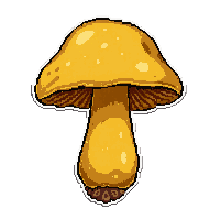 yellow golden chanterelle  in glass jar