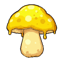 yellow golden chanterelle  poisonous dripping