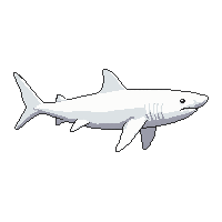 shark tooth great  albino pure white