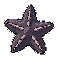 starfish five arm  fossil ancient stone