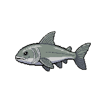 swordfish sharp  tiny miniature