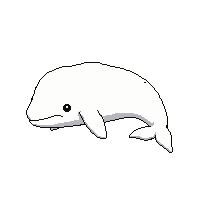whale humpback  albino pure white