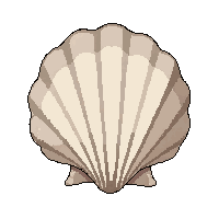 shell conch horn  complete and whole