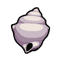 shell conch horn  freshly recovered
