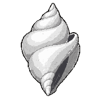 shell conch horn  pearl decorated