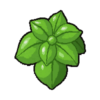 herb basil bunch  blooming fresh