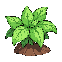 herb basil bunch  growing from soil