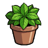 herb basil bunch  potted in clay pot