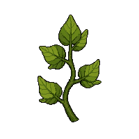 ivy vine tendril  tiny seedling