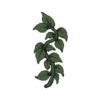 ivy vine tendril  wilting dried