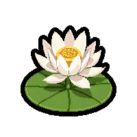 lily pad flower  blooming fresh