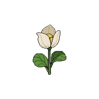 lily pad flower  wilting dried