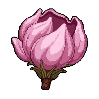 pink cherry blossom  wilting dried