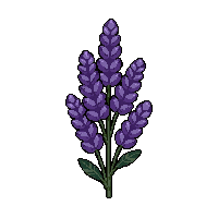purple lavender bunch  frost covered