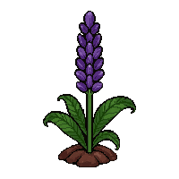 purple lavender bunch  growing from soil