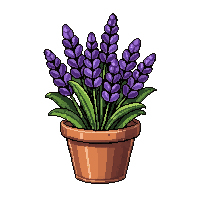 purple lavender bunch  potted in clay pot