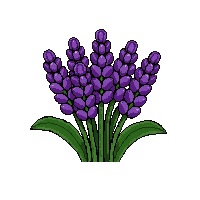 purple lavender bunch  tiny seedling
