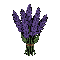 purple lavender bunch  wilting dried