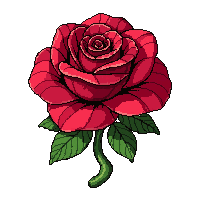 red rose flower  fully grown large